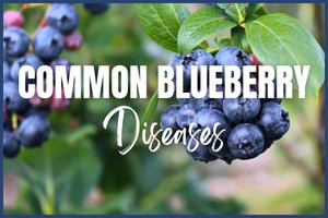 Common Home Garden Blueberry Plant Diseases